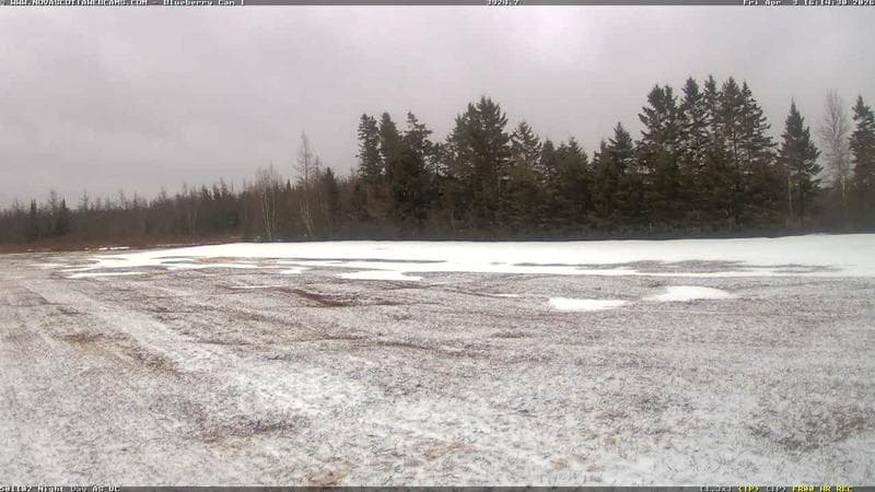 Wild Blueberry Cam 1