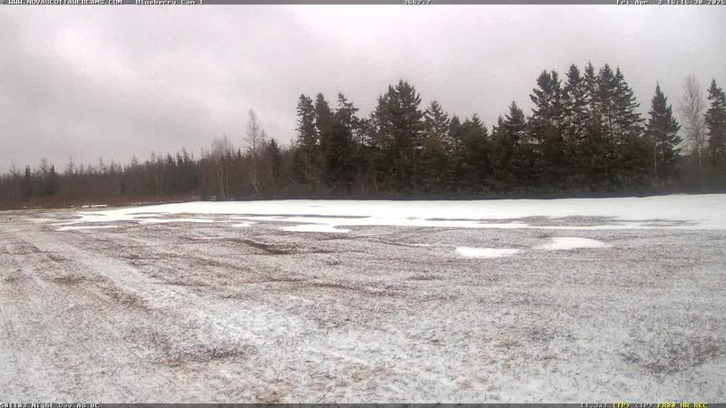 Wild Blueberry Cam 1