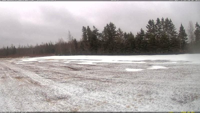 Wild Blueberry Cam 1