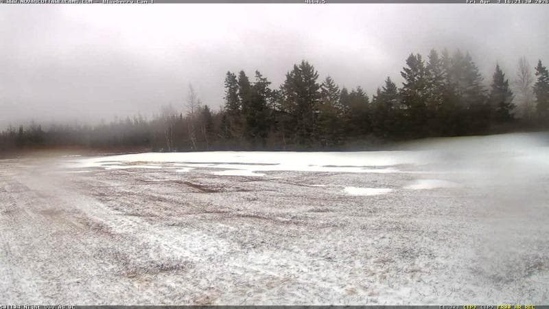 Wild Blueberry Cam 1