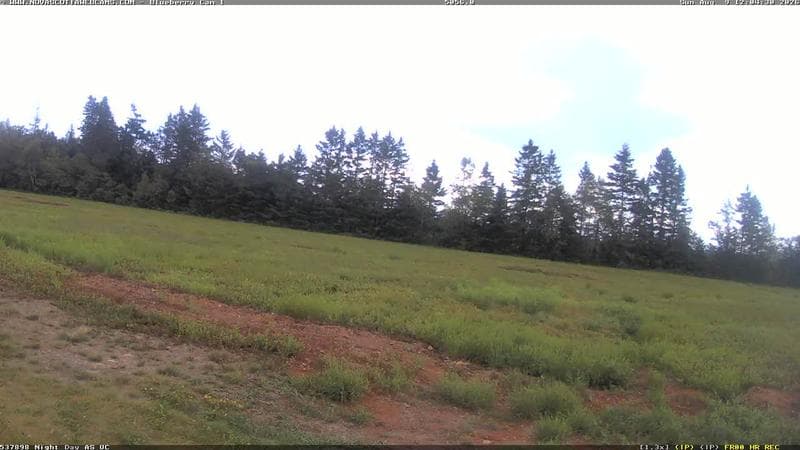 Wild Blueberry Cam 1