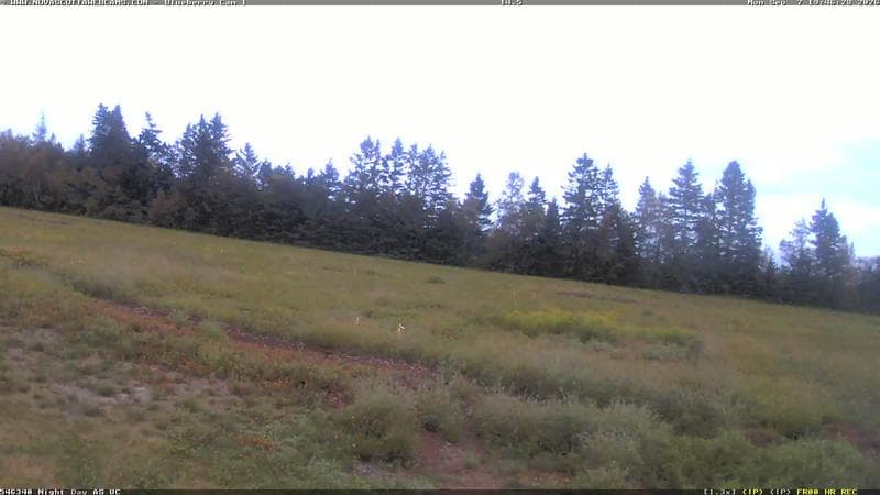 Wild Blueberry Cam 1