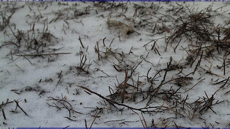 Wild Blueberry Cam 2