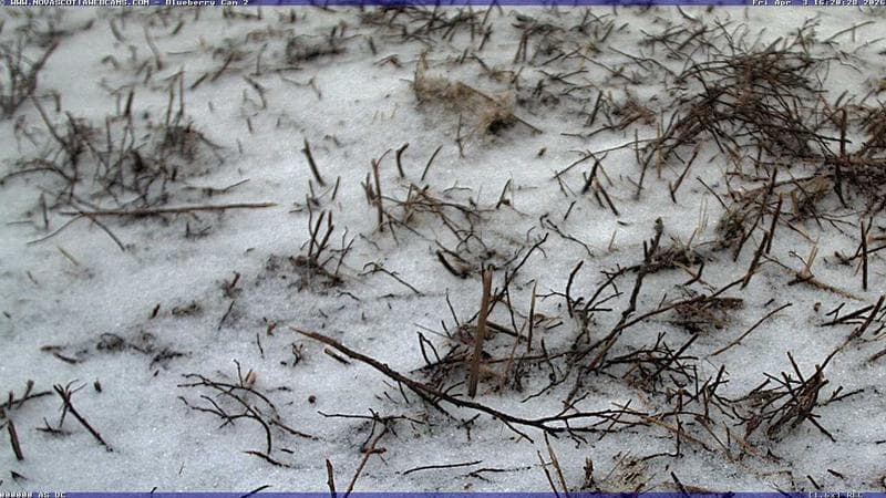 Wild Blueberry Cam 2