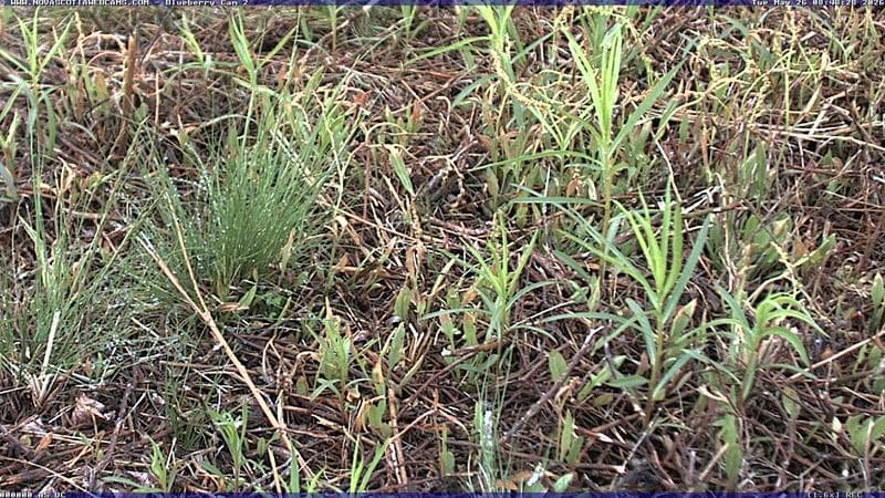 Wild Blueberry Cam 2