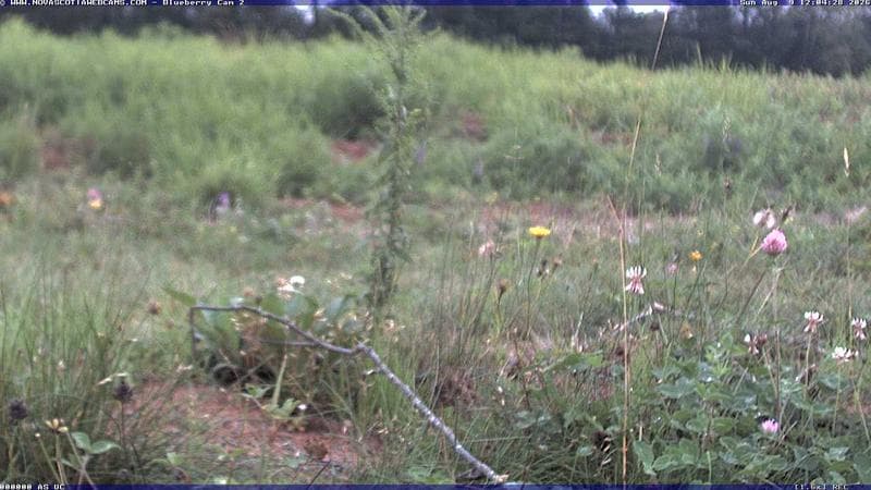 Wild Blueberry Cam 2