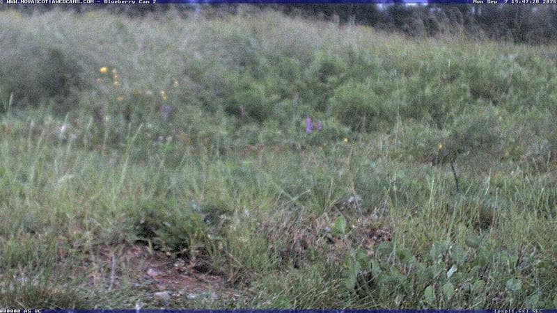 Wild Blueberry Cam 2