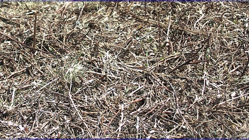 Wild Blueberry Cam 2