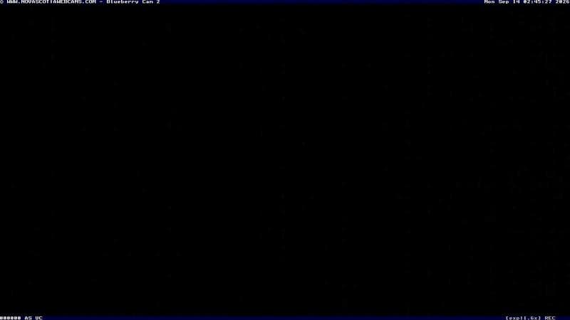 Wild Blueberry Cam 2